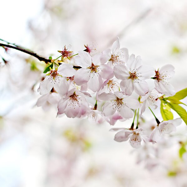 WHITE FLORAL